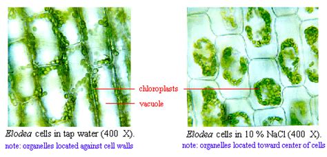 Plant and animal cell will both imbibe water and water will flow inside them by endosmosis. CELLS - 7thgradescience