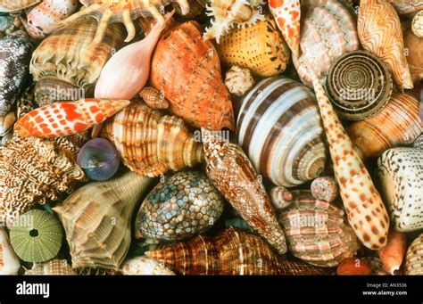 Seashells Shells Of Marine Snails From Around The African Coast An