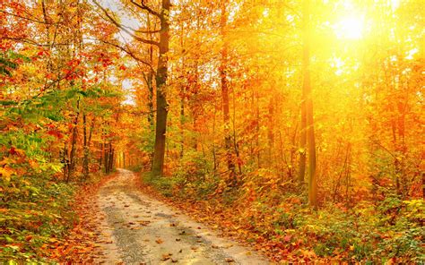 Sun Shining On Autumn Forest Path