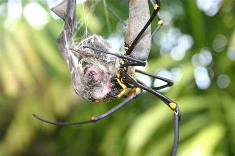 Spiders Eat Bats All The Time Scientists Reveal