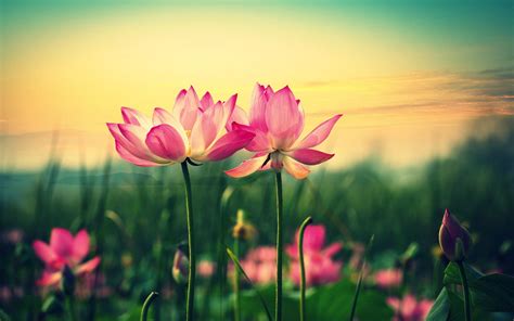 The great collection of spring screensavers wallpaper for desktop, laptop and mobiles. Lotus Flower Wallpapers - Wallpaper Cave