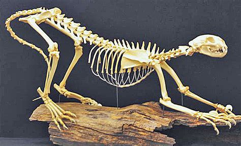 Animals with backbones | answers in genesis: Pin on Skulls and Skeletons