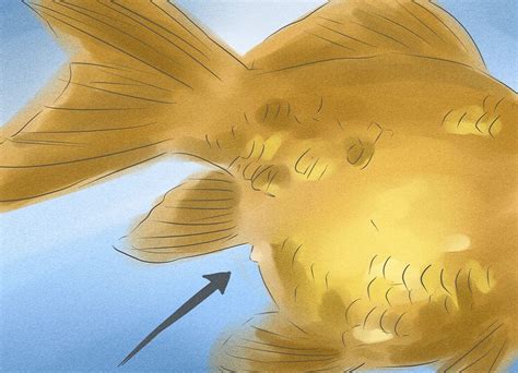 چگونگی تشخیص جنسیت ماهی قرمز گال