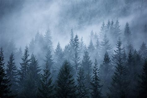 Trees In The Mist Photograph By Jim Oneill