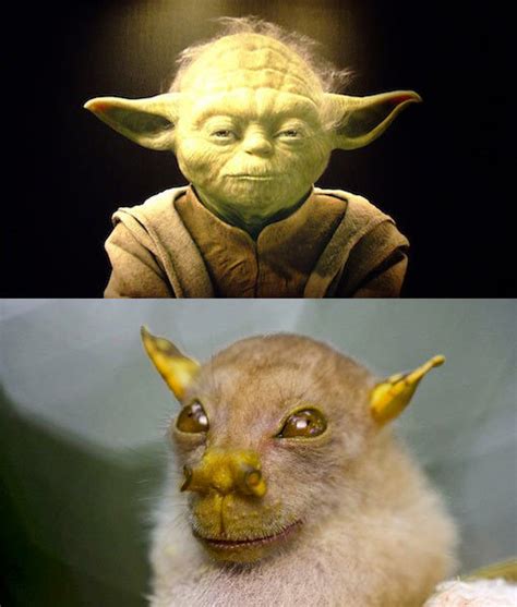Animals Who Unknowingly Look Like Star Wars Characters