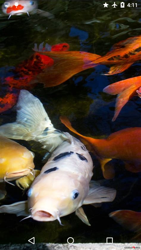 Download Koi Garden Live Wallpaper Android Live Wallpapers 4553655