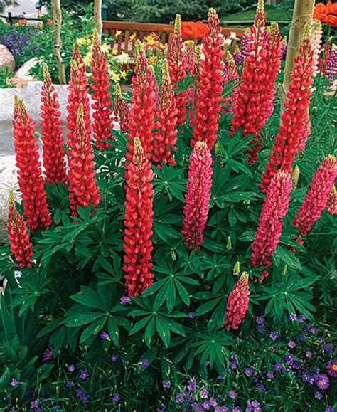 Letter Q Worksheet Tall Perennial Flowers Zone 5 Shade Plants For