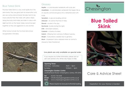 Blue Tailed Skink Reptile A Cold Blooded Vertebrate With Scaly Skin