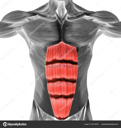 Muscles of the torso, as well as muscles in the arms or legs, can give the impression of a thin or choose from 500 different sets of flashcards about anatomy muscles move upper torso on quizlet. Torso Muscle Anatomy : Muscles Of The Neck And Torso ...