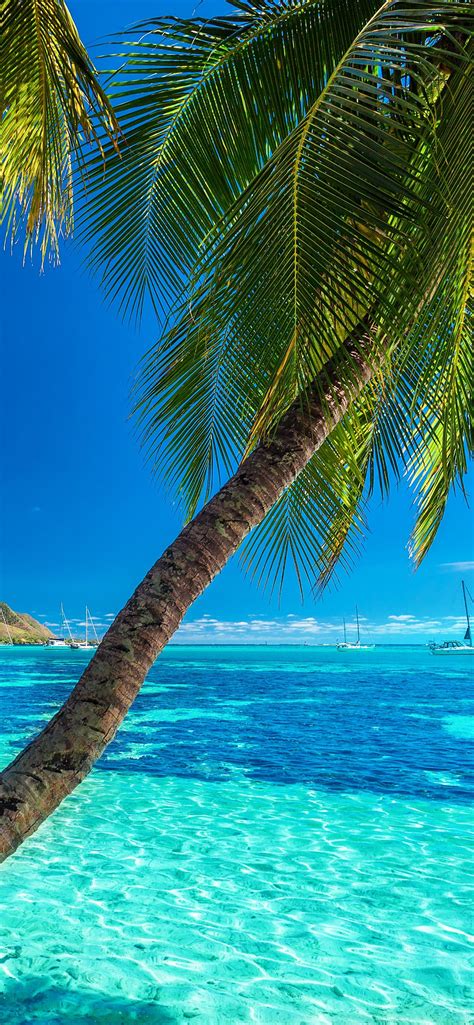 Iphone Wallpaper Palm Trees Blue Sea Summer Beach Beautiful