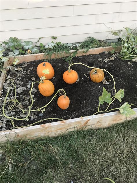 First Time Growing Pumpkins Rgardening