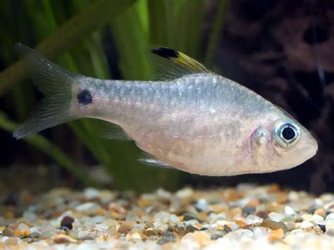 Oreichthys Crenuchoides Drape Fin Barb — Seriously Fish