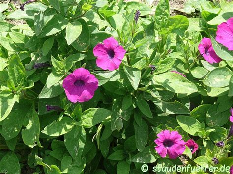 Petunia integrifolia | staudenfuehrer.de