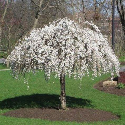 Check spelling or type a new query. 40 Beautiful Flowering Trees Ideas for Yard Landscaping # ...
