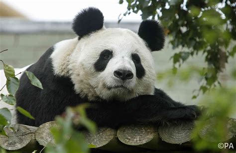Captive Giant Pandas May Need To Form A Fight Club To Save The Species