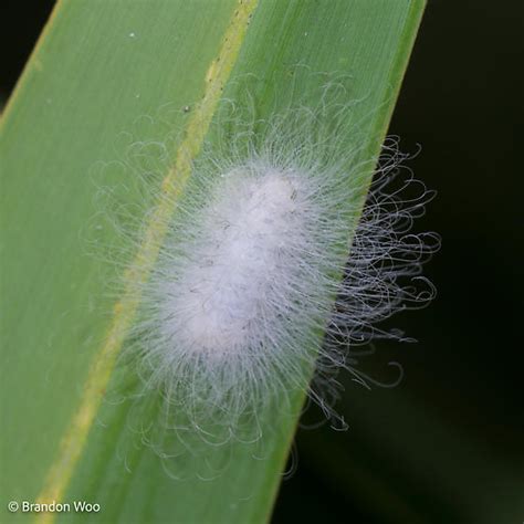 White Fuzzy Caterpillar 2 Megalopyge Bugguidenet