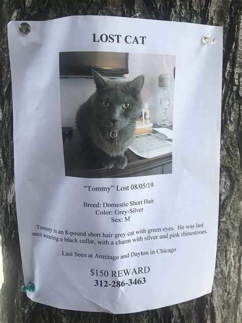 Lost Cat Poster Joke