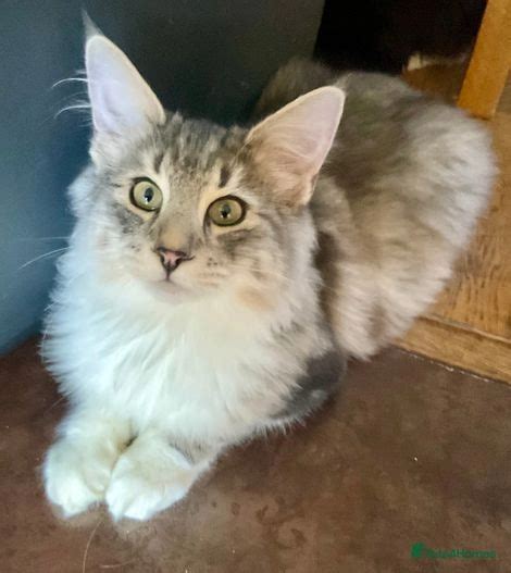 Stunning Registered Norwegian Forest Cats For Sale Deal Pets4homes