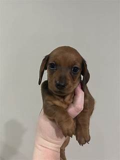 Miniature Dachshund Puppies For Sale In Californiabadges Html