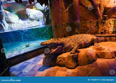 Crocodile At Aquarium Dubai Editorial Photography Image Of Adjusting