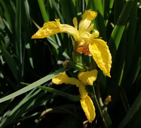 Iris wildflowers | Photographing Wildflowers