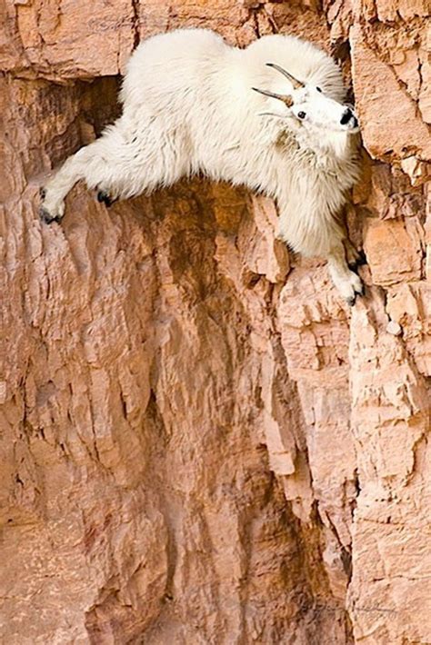 17 Pictures Of Mountain Goats That Prove Gravity Doesnt Exist For Them