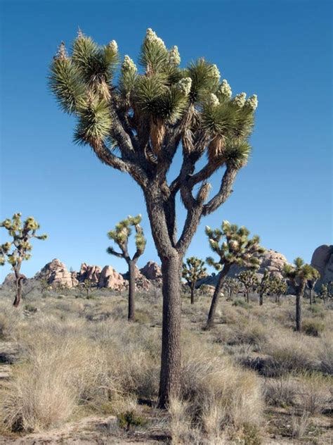 Joshua tree national park is the meeting point of the mojave and the colorado deserts. You don't want to miss when Joshua trees bloom