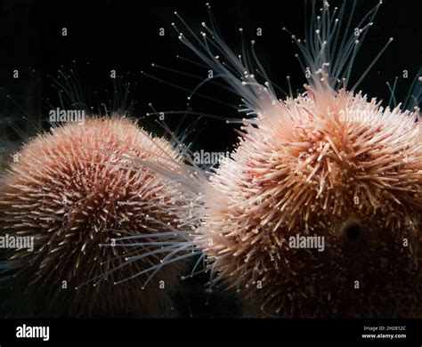 The Edible Sea Urchin Or Common Sea Urchin Stock Photo Alamy