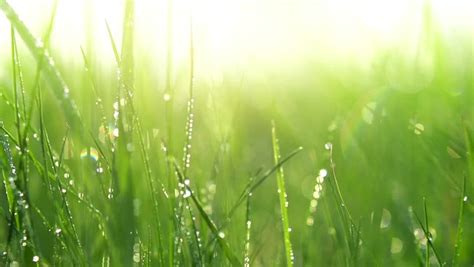 Grass With Dew Drops Blurred Green Fresh Grass Background