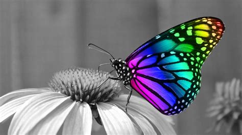 Butterfly Pictures Wallpapers Wallpaper Cave