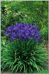 Large Purple Perennial Flowers