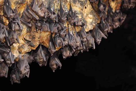 Bat Myths Superstitions And Legends