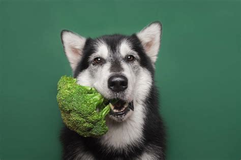 Can Dogs Eat Broccoli Check Out In Detail Pets Nurturing