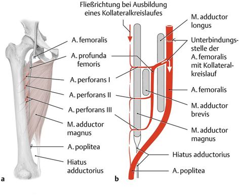 A Femoralis Anatomie Eref Thieme Power Anatomy Directions