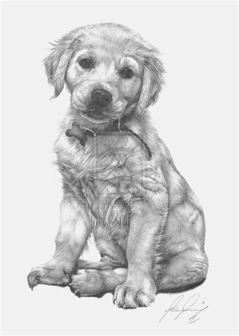Labrador Retriever Puppy Drawing