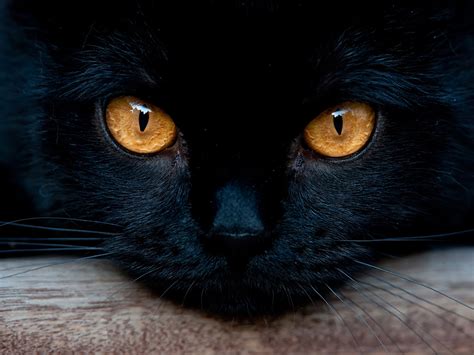 Why Do Cats Eyes Glow In The Dark · The Wildest