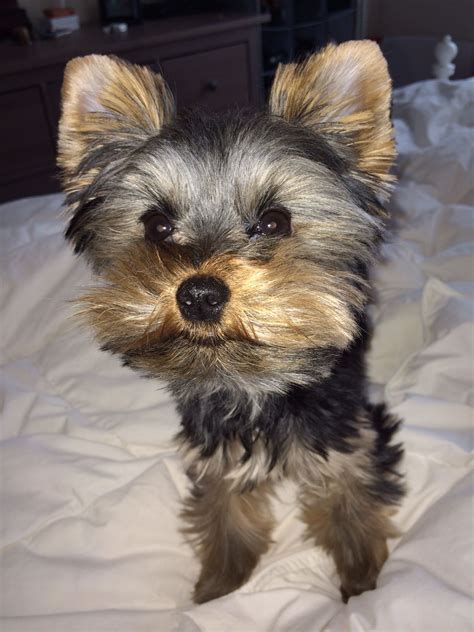 My 6 Month Old Yorkie Yorkie Puppies For Adoption Baby Yorkie