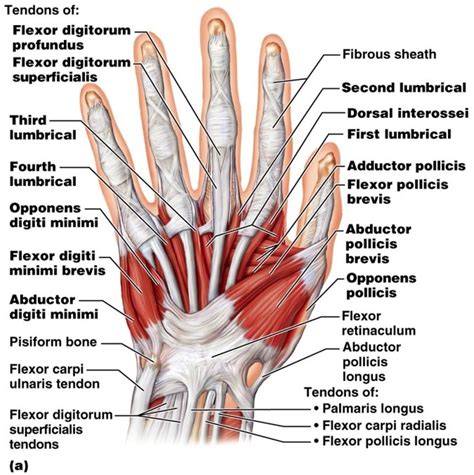 The Muscles Of The Hand Thenar Hypothenar Teachmeanatomy Atelier Yuwa