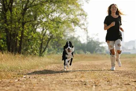 Strengthening The Human Dog Bond The Power Of Training