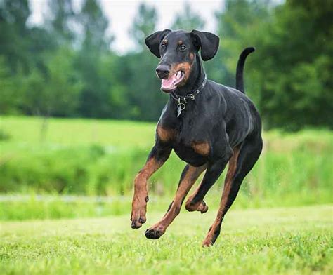 Doberman Ear Cropping How It Affects Your Dog