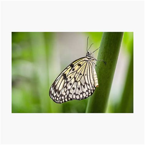 This stock is free to use. Rice Paper Wall Art | Redbubble