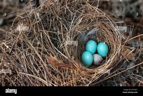 Three Eastern Bluebird Eggs Sialia Sialis In A Nest With A Speckled