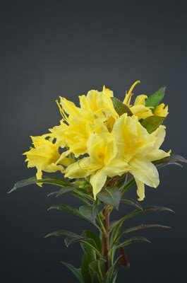 We did not find results for: Azalea 'Lemon Lights' | Deciduous Azaleas