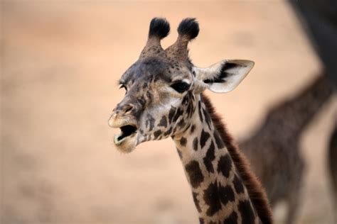 Baby Giraffe Open Mouth Free Stock Photo Public Domain Pictures
