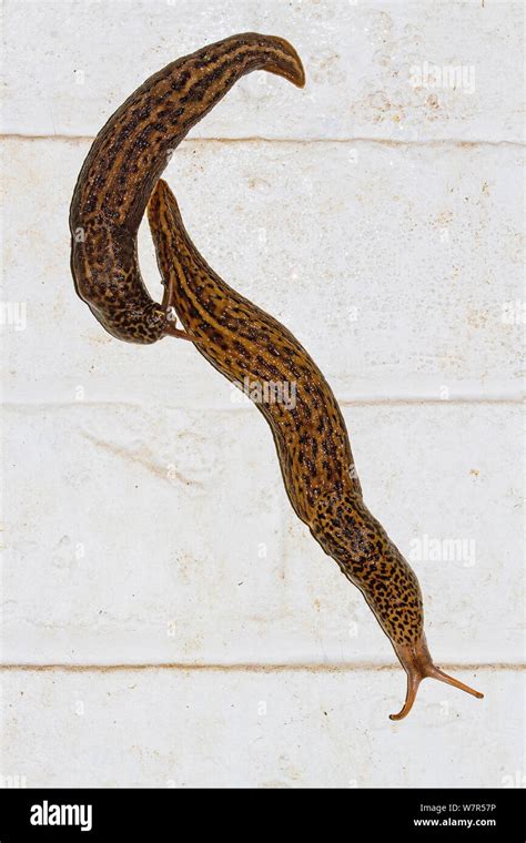 Leopard Slugs Limax Maximus A Mating Pair On A Wall At Night Lewisham London July Stock