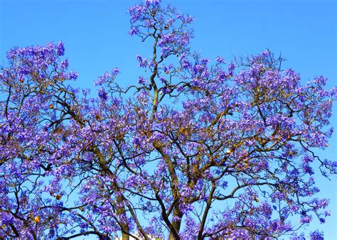 Fiori profumati di luglio e agosto. ALBERO ANDALUSO Foto % Immagini| piante, fiori e funghi, natura Foto su fotocommunity