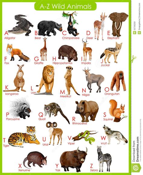Africa the world's second largest continent is house to the largest diversity of the members of kingdom animalia. Chart Of A To Z Wild Animals Stock Vector - Image ...