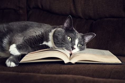 Download Book Animal Cat Hd Wallpaper