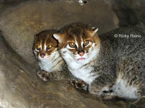 Large eyes are positioned close to each. Zookeeper Travels: Flat-headed Cat - International Society ...