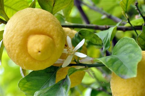 Zitronenbaum düngen Wann wie womit Plantura Meyer Lemon Tree